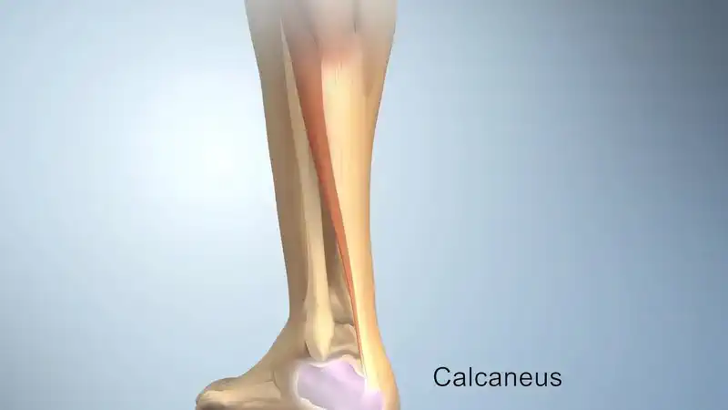 Heel And Ankle Pain Relief